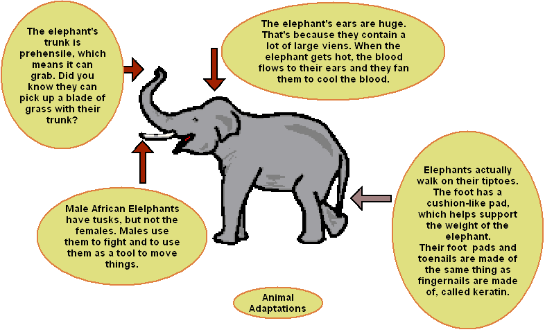Animal Adaptations - Lessons - Blendspace