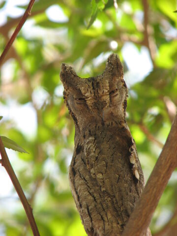File:Owl Camouflage.jpg