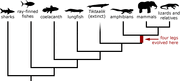 Tiktaalik phylogeny