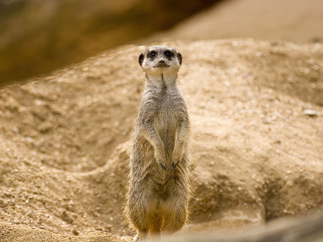 File:Meerkat-sune-set.jpg