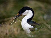 Shag