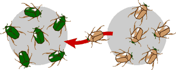 Geneflow beetles