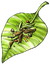 4428 herb
