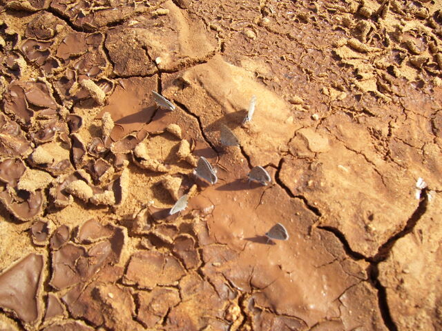 File:Earthy Butterflies.jpg
