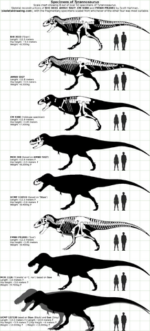 File:1000px-Tyrannosaurus Specimens 2.png