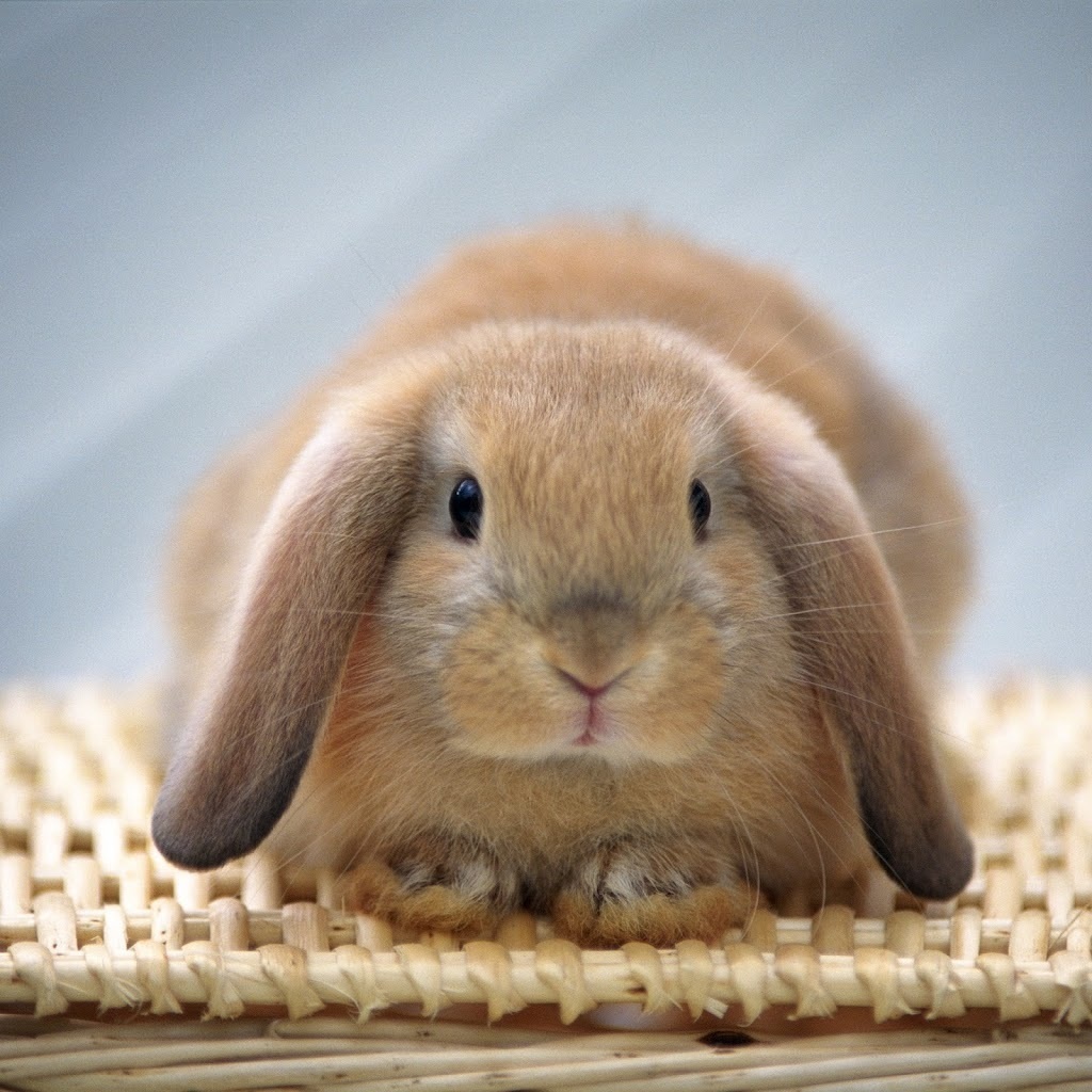 Image Sweet Bunny jpg DragonVale Wiki FANDOM powered Image Sweet Bunny jpg DragonVale Wiki FANDOM powered