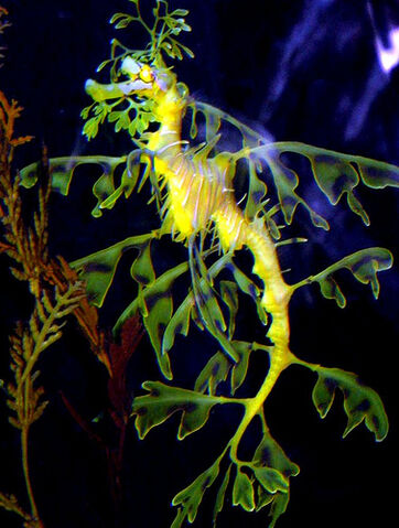 File:Leafy Seadragon.jpg
