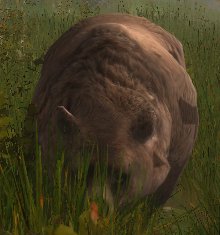 Braunbär