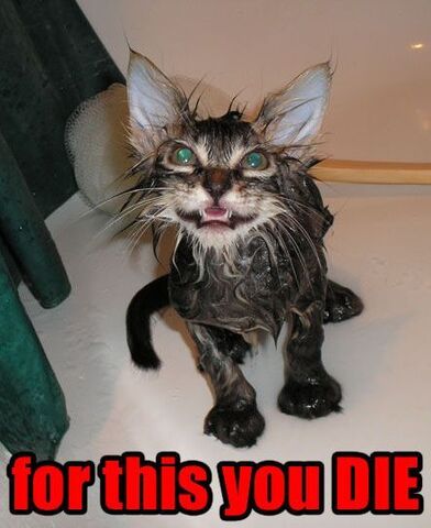 File:Evil cat.jpg