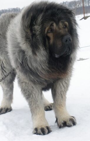 File:Mouse-aka-CaucasianShepherdDogVasteliRussiaPurebredDog2YearsOld2.jpg