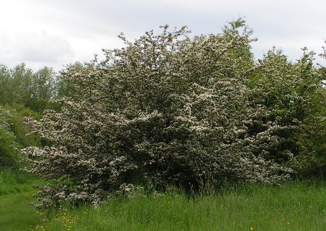 File:Common hawthorn.jpg
