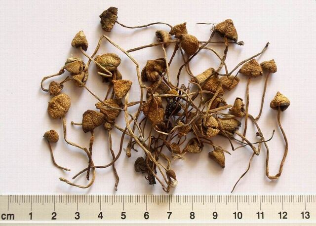 Datei:Semilanceata.jpg