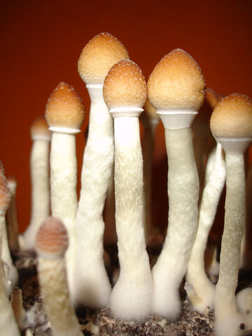 Datei:Psilocybe Cubensis Thai.jpg