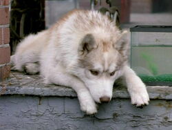 Diefenbaker Wolf