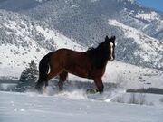 RubyYoungPony