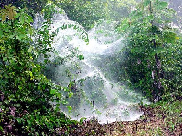 File:Social Spider Web.jpg
