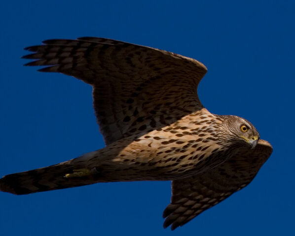 File:Northern Goshawk.jpg