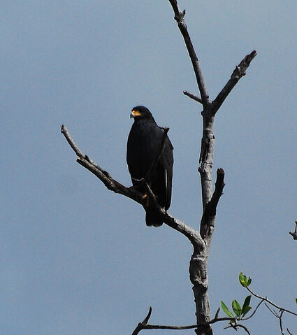 File:Mangrove Black Hawk.jpg