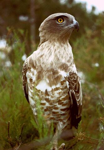 File:Short-toed Eagle.jpg