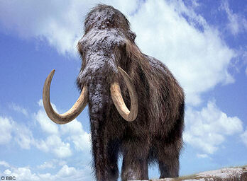 Woolly-mammoth