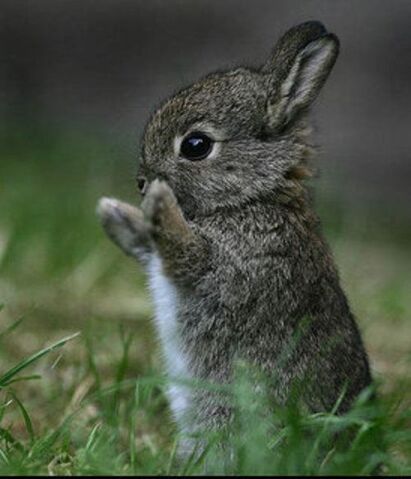 File:Tarmo netherland bunny.jpg