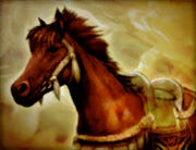 Persian-mare-sw2