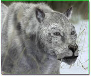 European lion