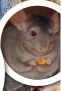Gilbert the Chinchilla