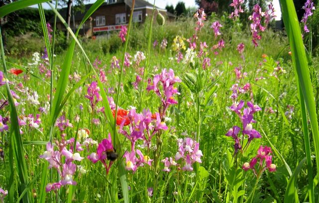 File:WildFlowers2 008A.jpg