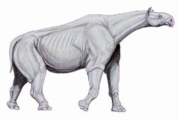 Paraceratherium2