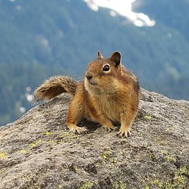 Spermophilus saturatus -siiseli.jpg