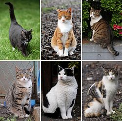 250px-Collage of Six Cats-01.jpg