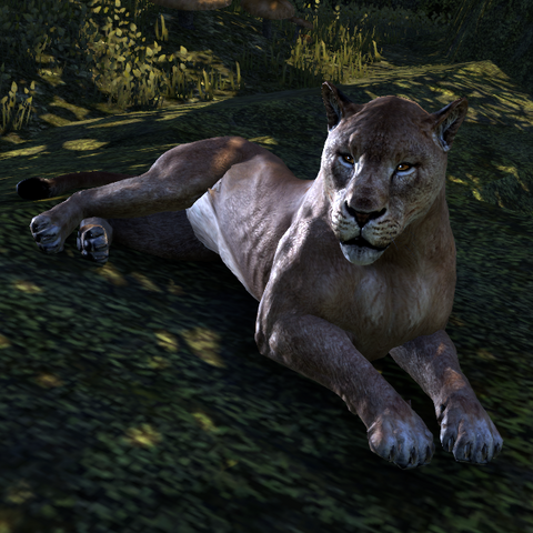 File:Lady Slumberbear TESO.png