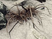 Trama Root.jpg