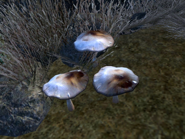File:Clouded Funnel Cap.png