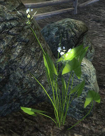 File:ArrowrootPlant.jpg