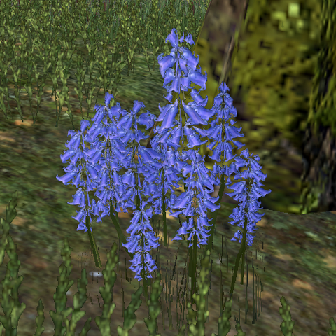 File:Bugloss.png