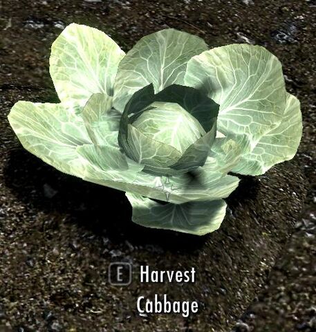 File:Cabbage plant.jpg