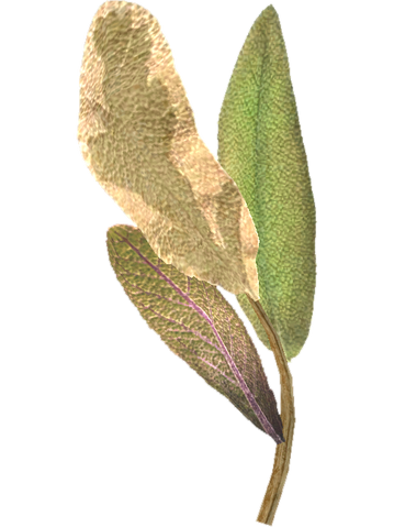 File:TESV Elves Ear.png