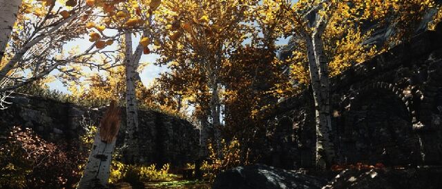 File:Riften Birch Trees.jpg
