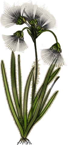 File:Tundracotton.png