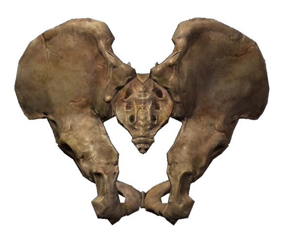 File:Pelagius' Hip Bone.png