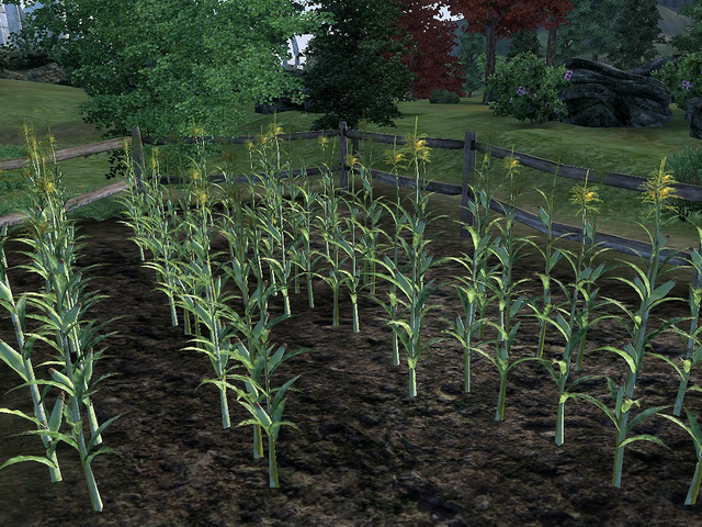 File:CornStalk.png