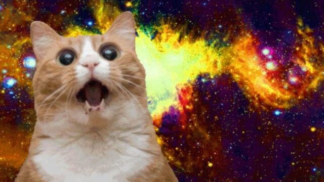 File:Narnar011cat-meow.jpg