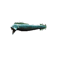 Daggerfall рыба-убийца.gif