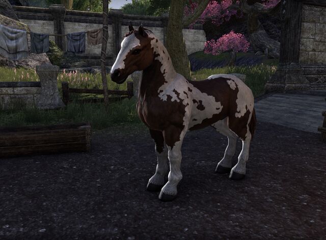 File:Draft horse.jpg