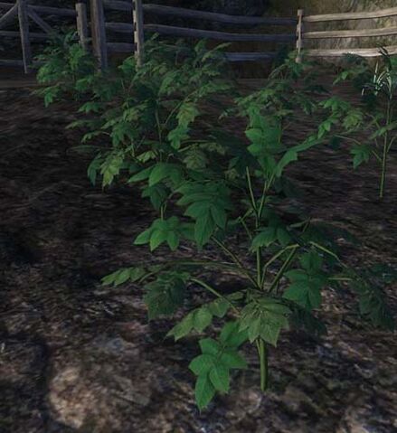 File:PotatoPlant.jpg