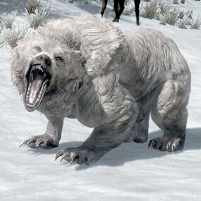 SnowBear.jpg
