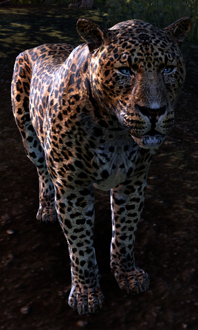 File:Treethane Scratchbelly TESO.png