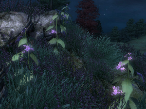 Nightshade (Oblivion)